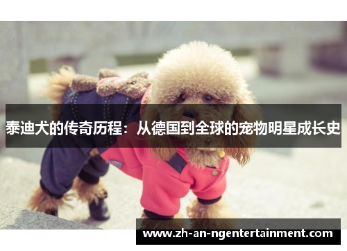 泰迪犬的传奇历程：从德国到全球的宠物明星成长史
